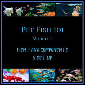 Collage of fish tank components and fish with the text: "Pet Fish 101 Module 2: Fish Tank Components & Set Up.